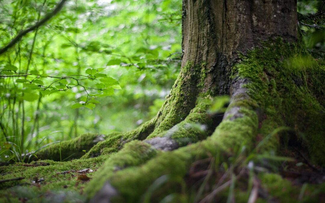 natuurbegraven