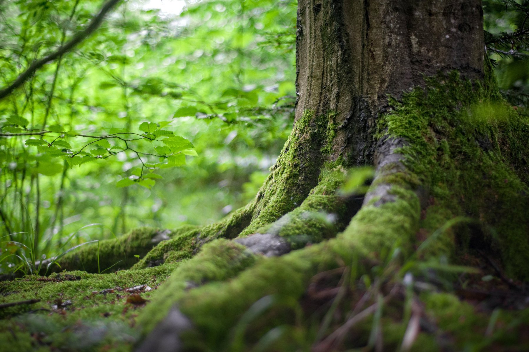 natuurbegraven 